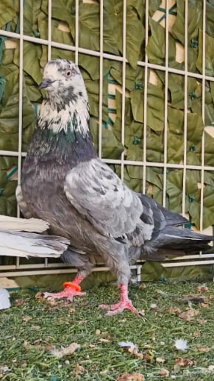 جوز باكستاني 5