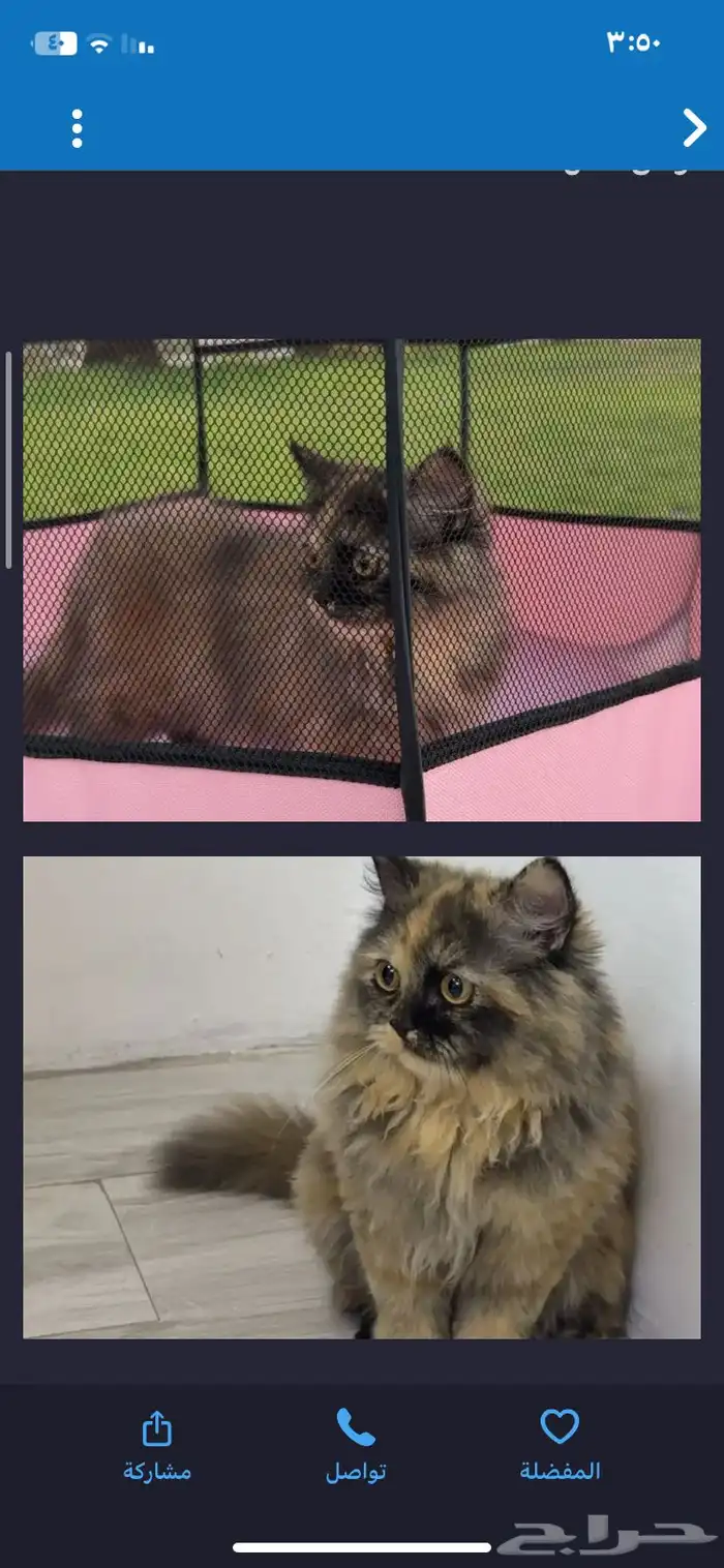 قطه مطعمه مع اغراضها 4