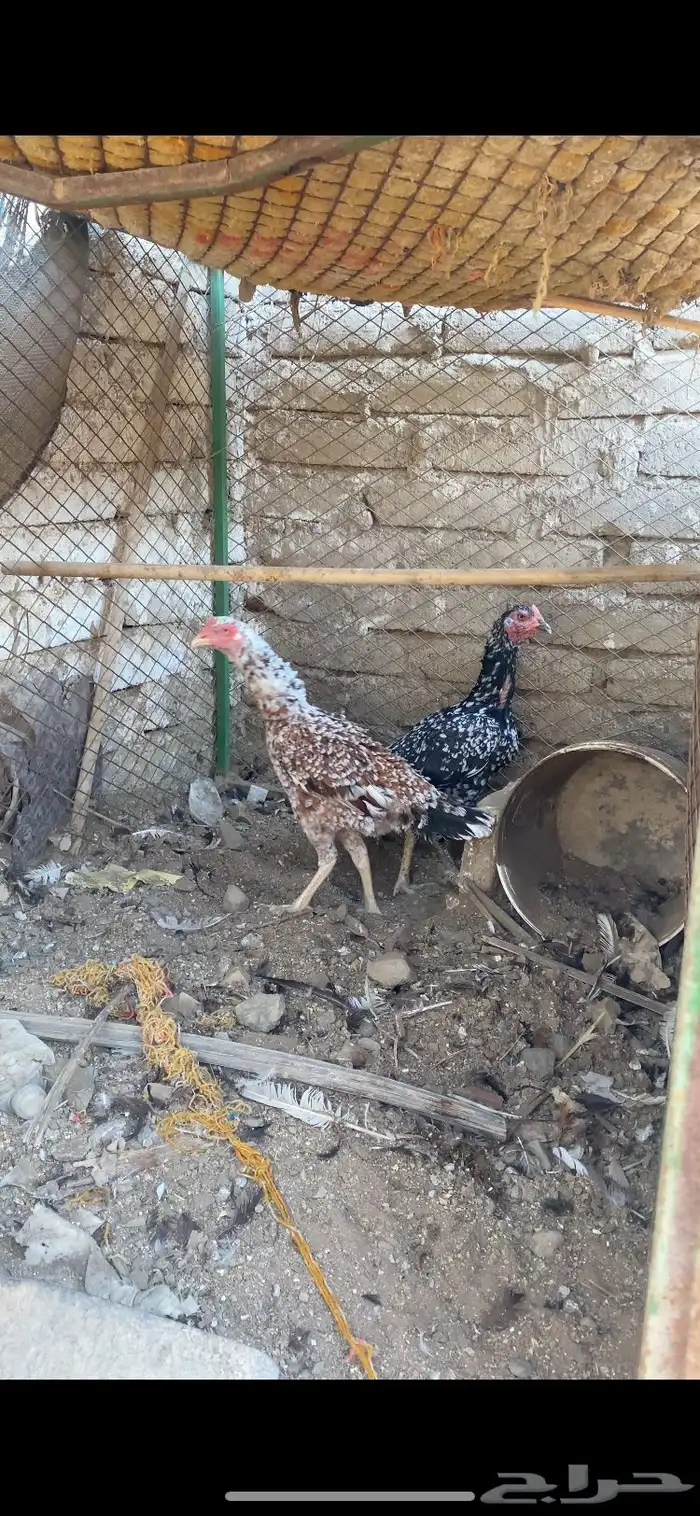 دجاج باكستاني 0