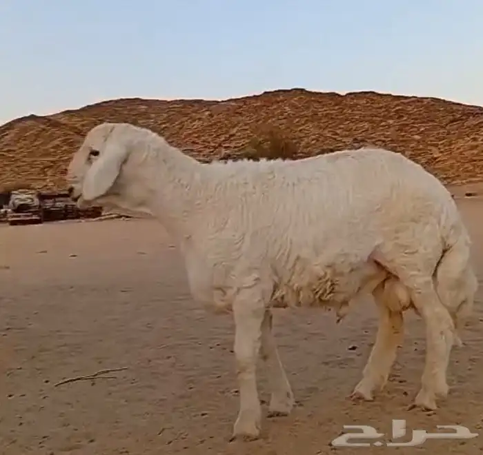 مشروع فحل حري صنف 10