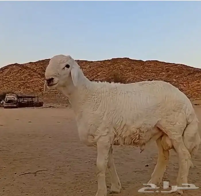 مشروع فحل حري صنف 9