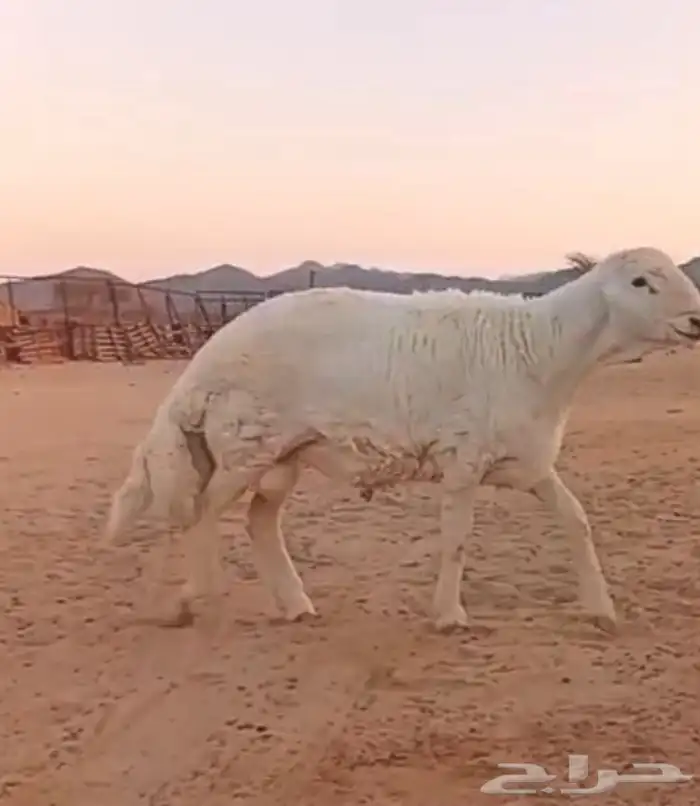 مشروع فحل حري صنف 2