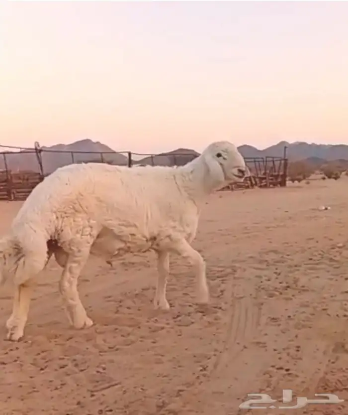 مشروع فحل حري صنف 4