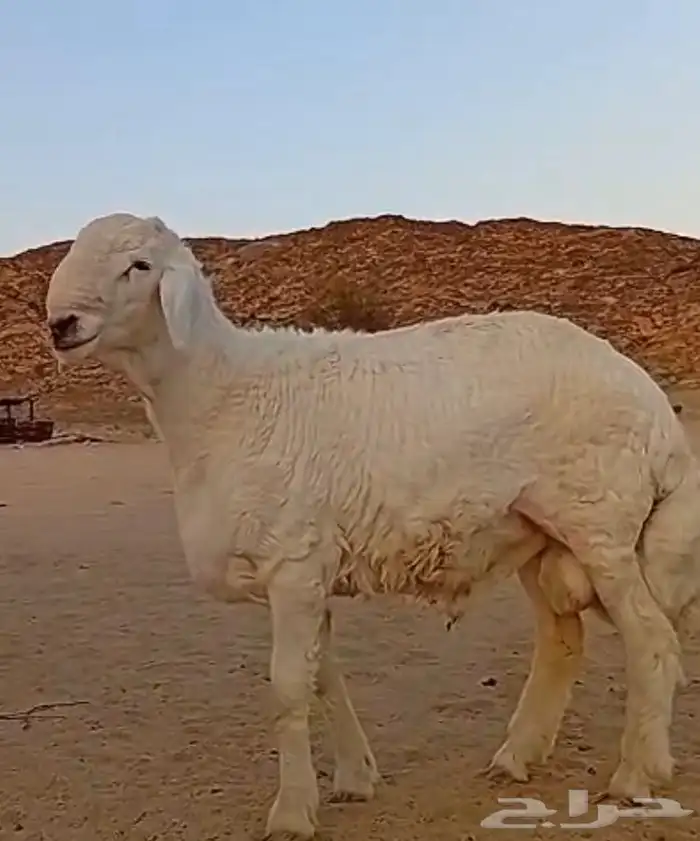 مشروع فحل حري صنف 14