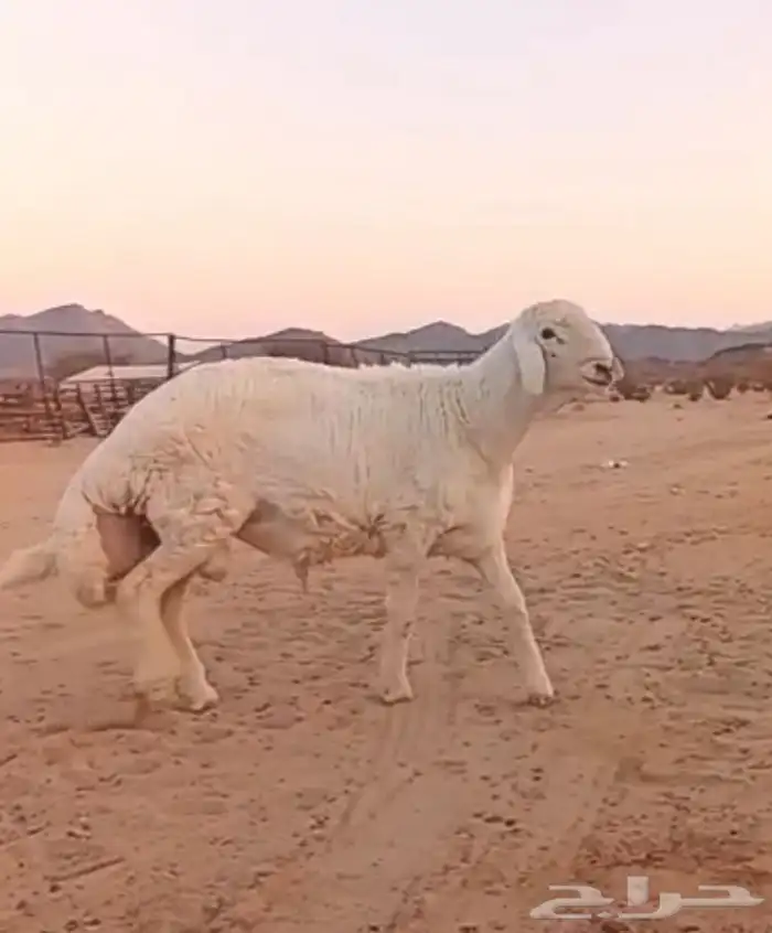 مشروع فحل حري صنف 5