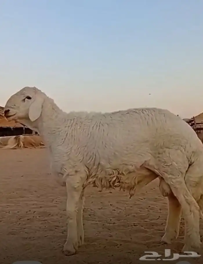 مشروع فحل حري صنف 3