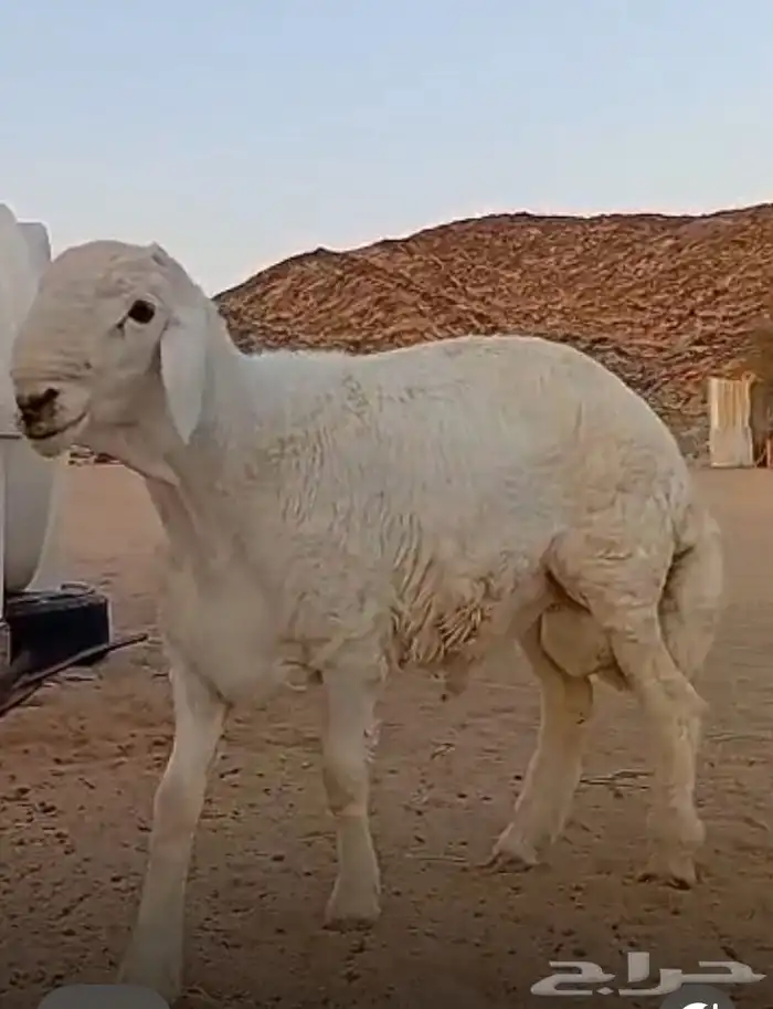 مشروع فحل حري صنف 6