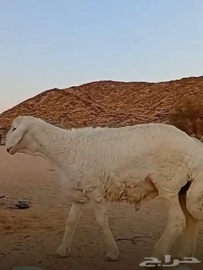 مشروع فحل حري صنف 11