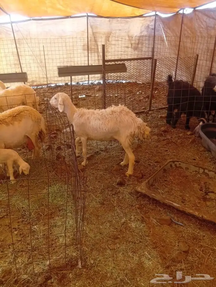 غنم مضاريع ودفيع 0