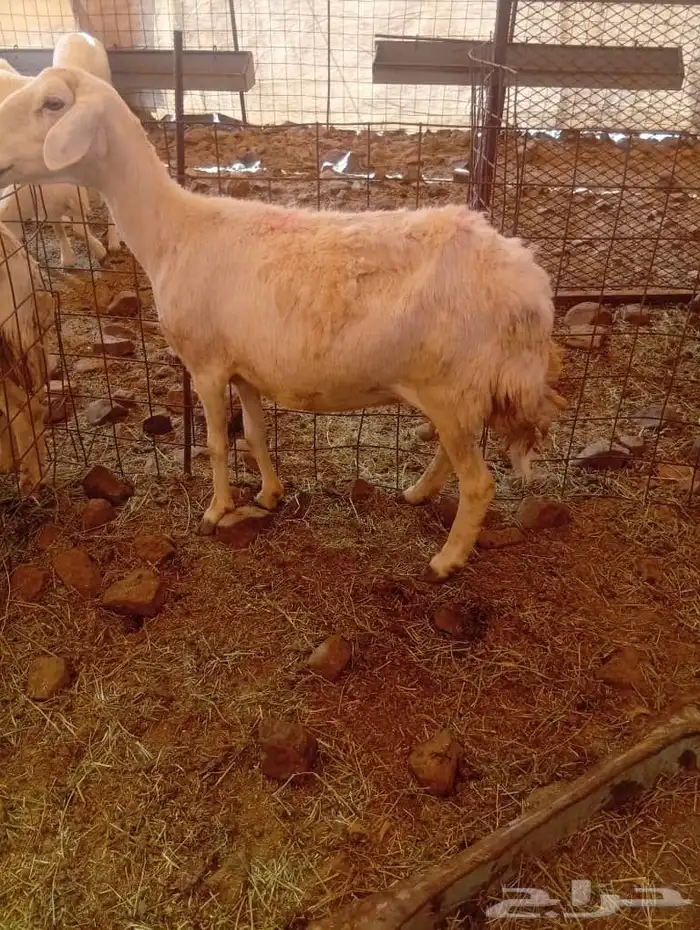 غنم مضاريع ودفيع 6