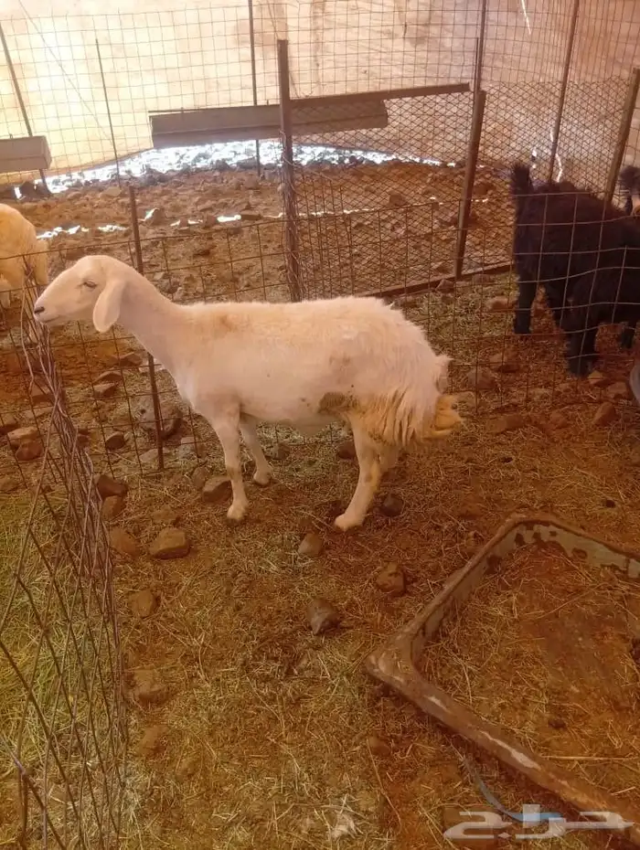 غنم مضاريع ودفيع 1