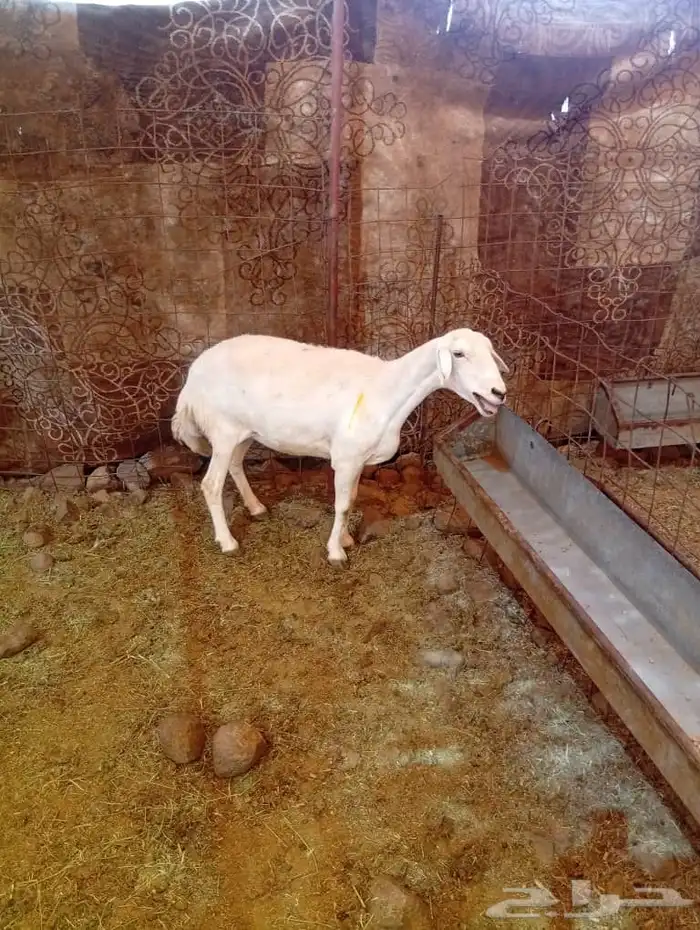 غنم مضاريع ودفيع 4