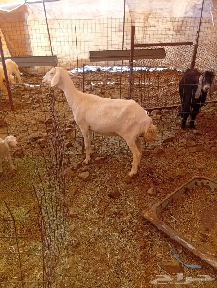 غنم مضاريع ودفيع 3