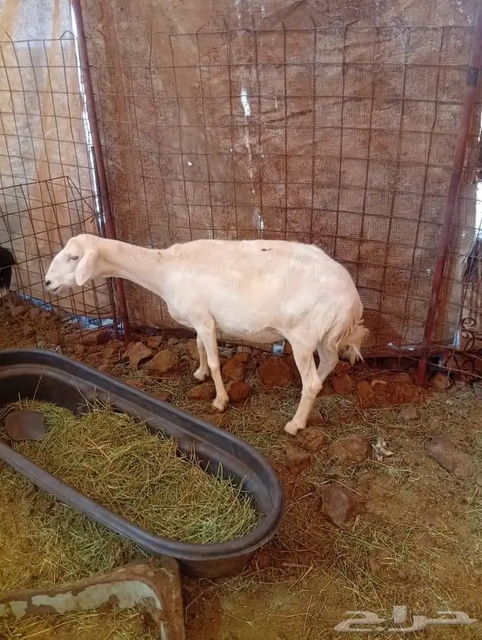 غنم مضاريع ودفيع 2