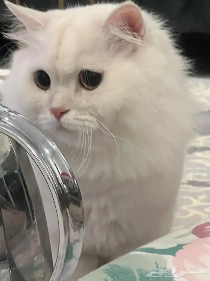 قطتين للتبني اخوان الشرط عدم التفرقه مع بعض مطعمين معقمين 2