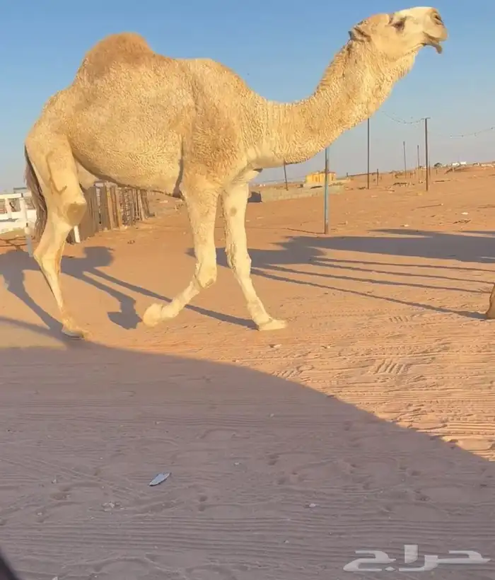 للبيع بعير كفو واصله طيب 3