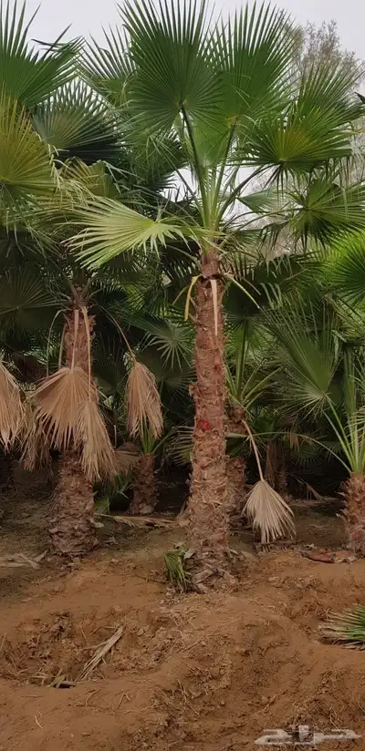 نخيل واشنطنيا زينه index