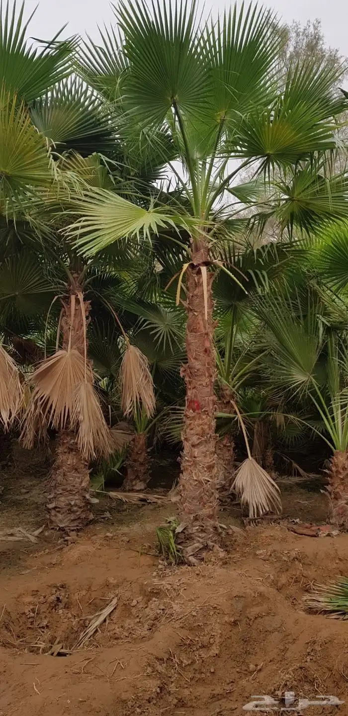 نخيل واشنطنيا زينه 4