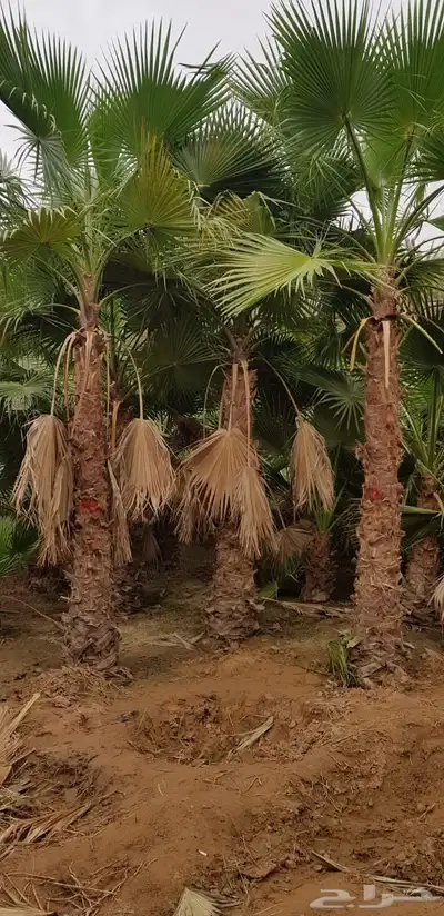 نخيل واشنطنيا زينه index