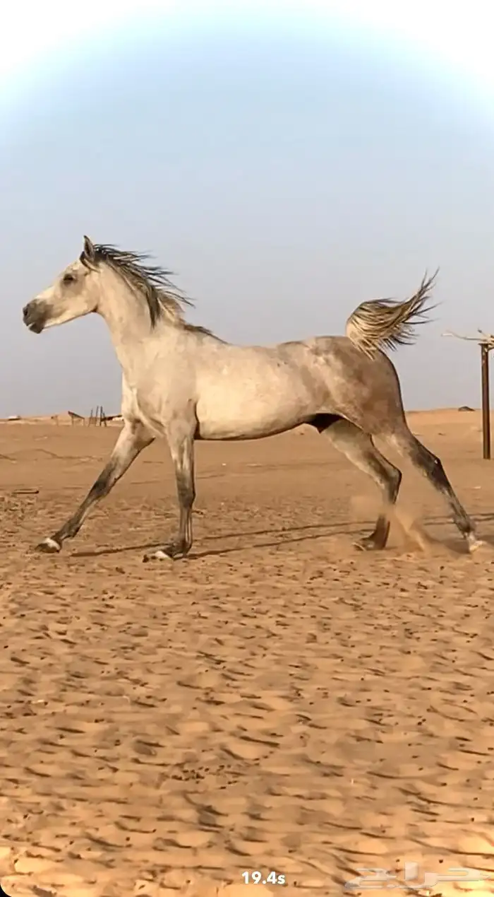 فرس شعبيه كفووو 3