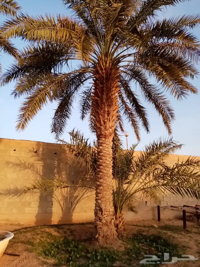 نخيل فراخه او نقايل كبيره للبيع 5