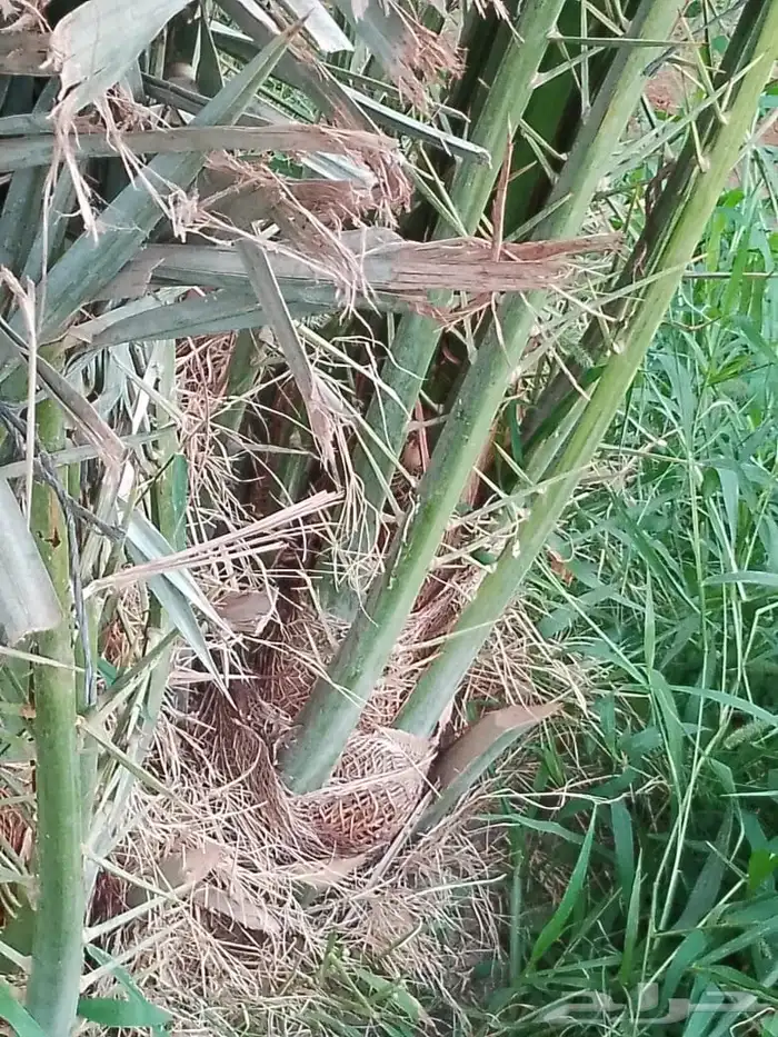 نخيل فراخه او نقايل كبيره للبيع 8