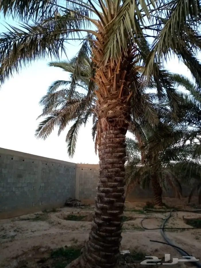 نخيل فراخه او نقايل كبيره للبيع 1