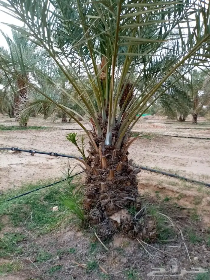 نخيل فراخه او نقايل كبيره للبيع 4