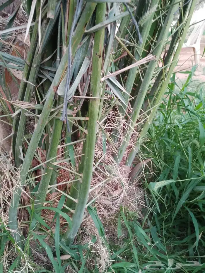 نخيل فراخه او نقايل كبيره للبيع 6