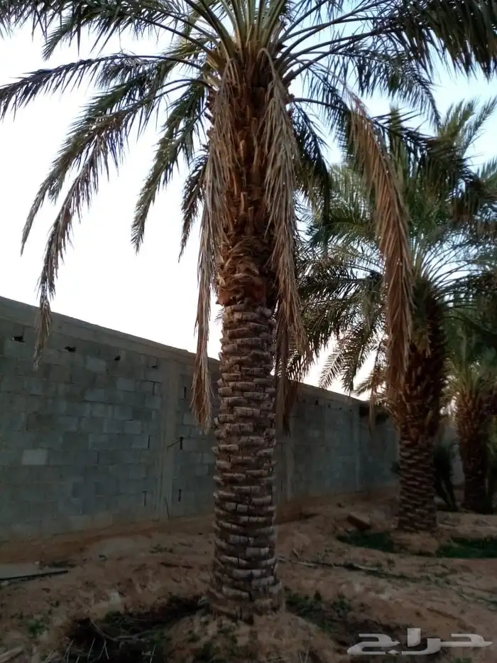 نخيل فراخه او نقايل كبيره للبيع 0