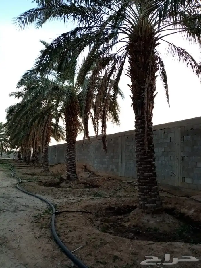 نخيل فراخه او نقايل كبيره للبيع 2