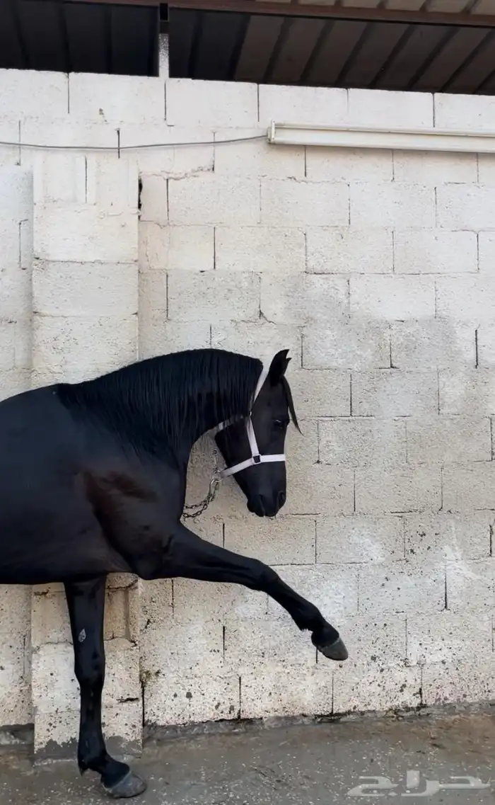 حصان شعبي أدهم 1