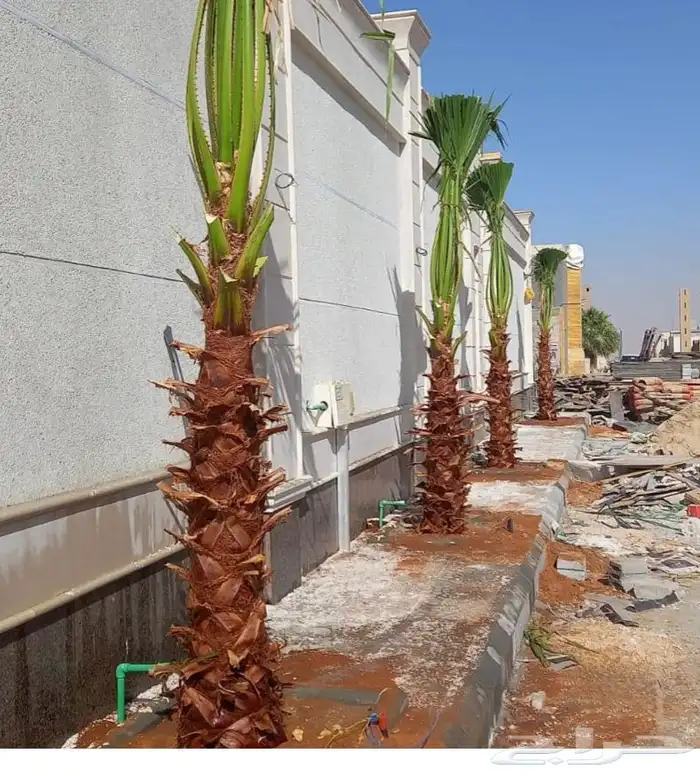 نخيل واشنطنيا زينه 1