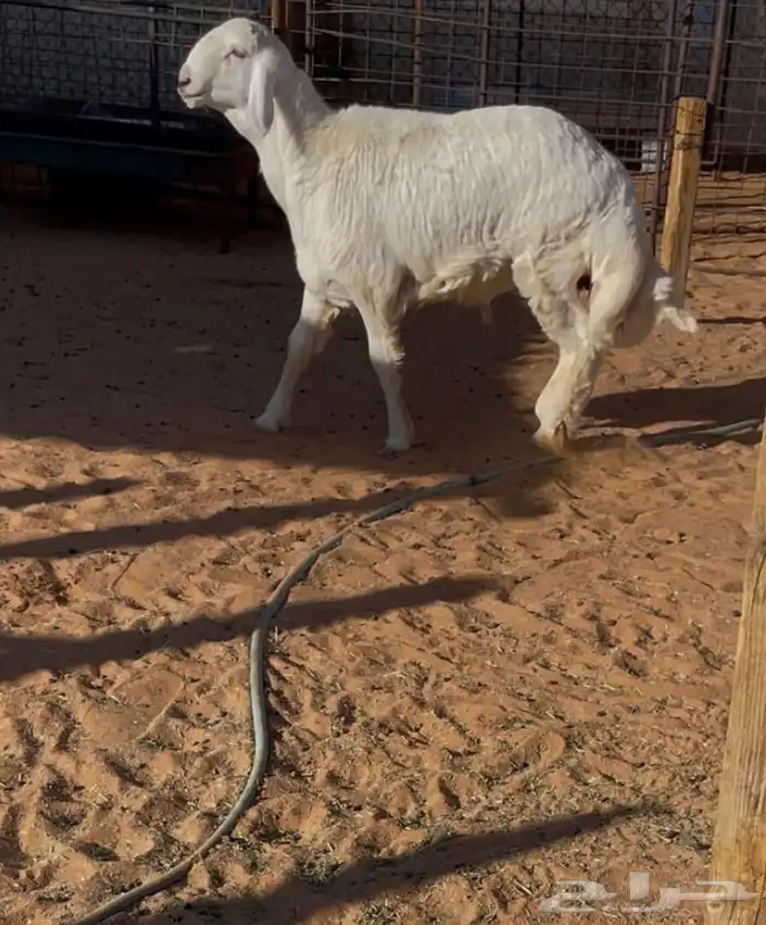 خروف مشروع فحل 1