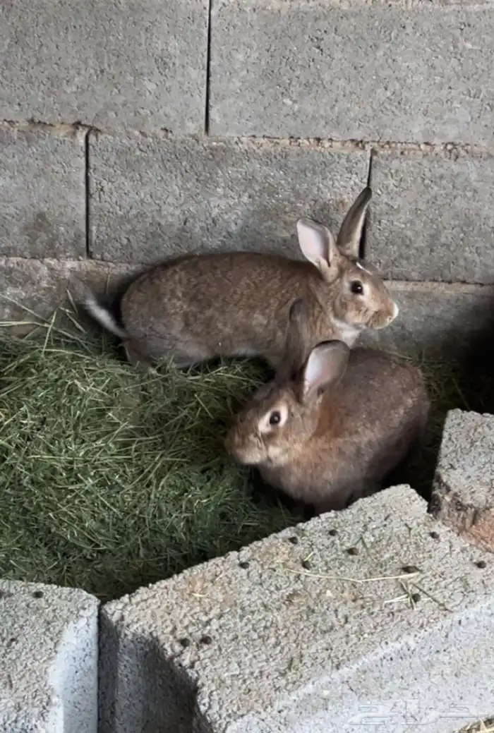 ارانب بلدي 0