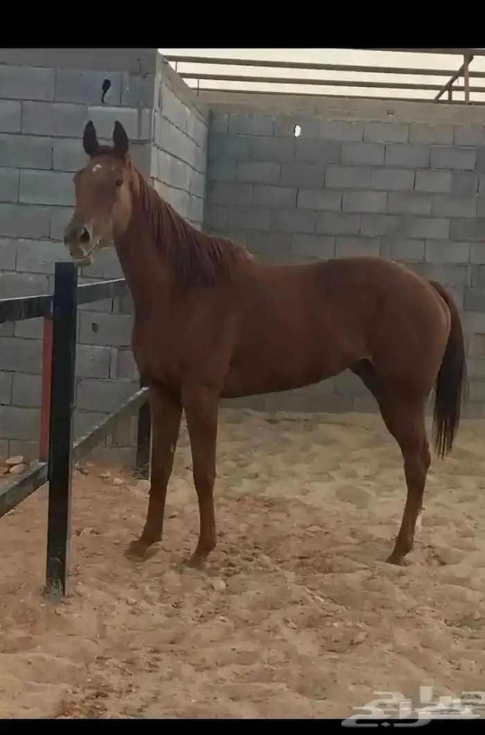 فرس للبيع انجليزية بجوازها 3