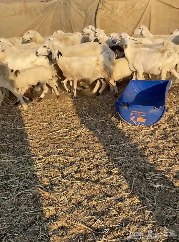 مراح عدد 34 ضان حريات في املج 11