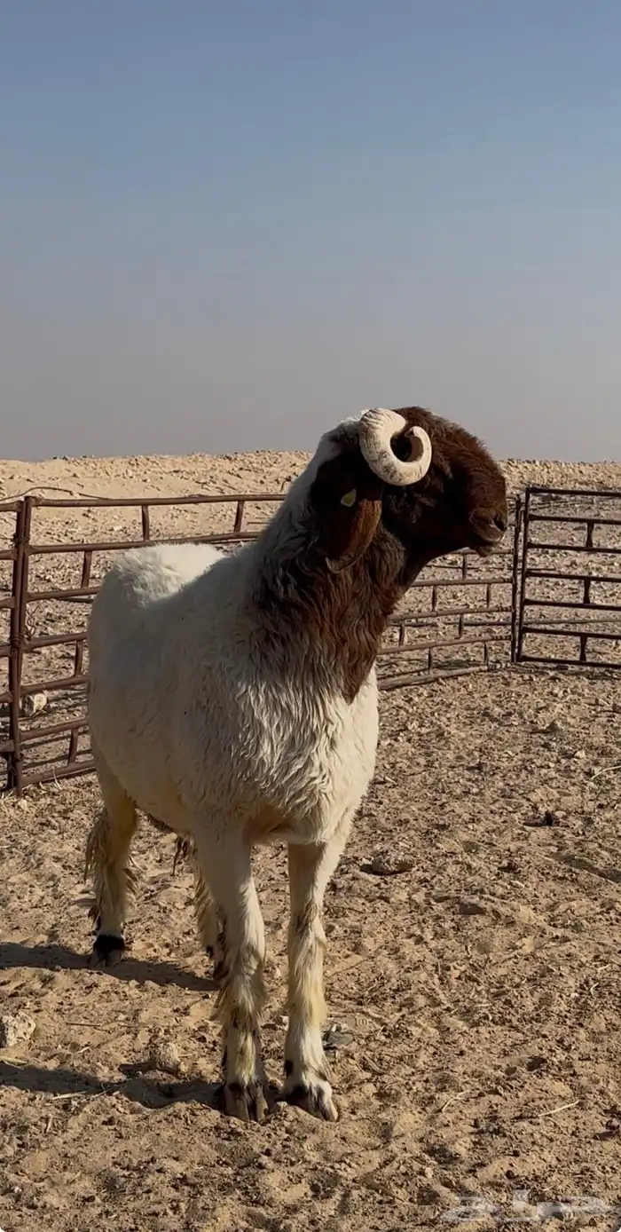 ثني مشروط فحل صنف غنم نعيم 1