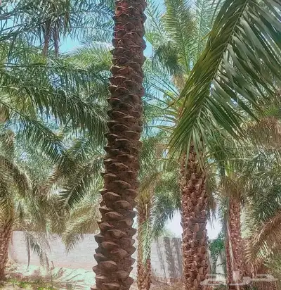 نخيل واشنطنيا زينه index