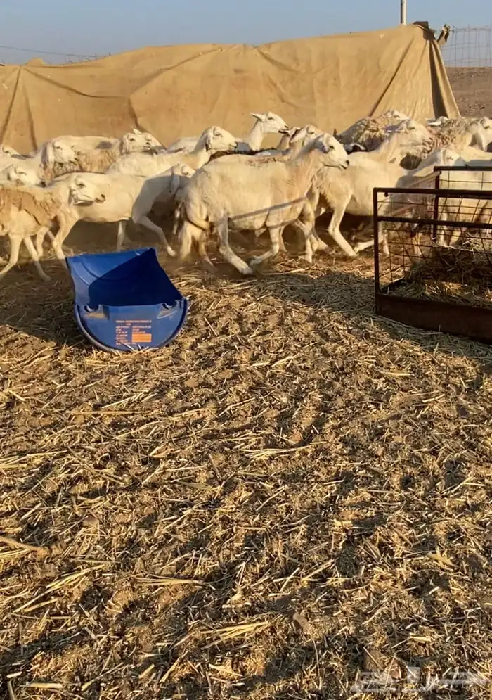 مراح عدد 34 ضان حريات في املج 15