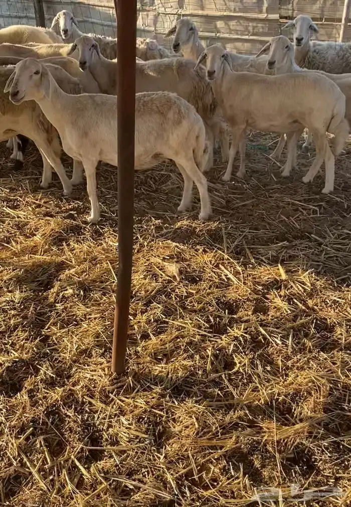 مراح عدد 34 ضان حريات في املج 9