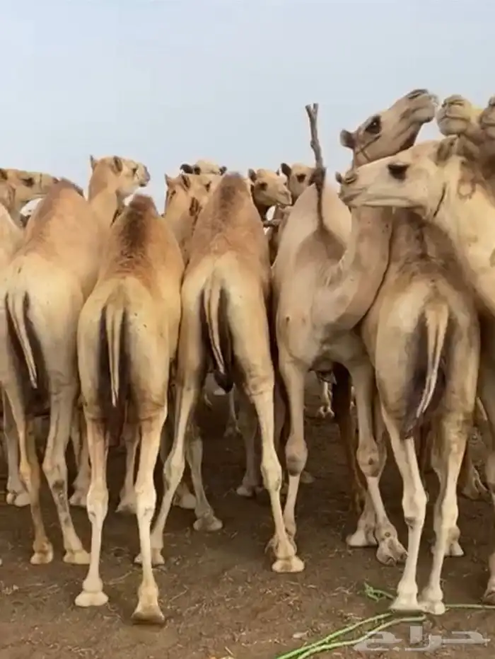 لايفوتك العرض حصري عندنا فقط 1