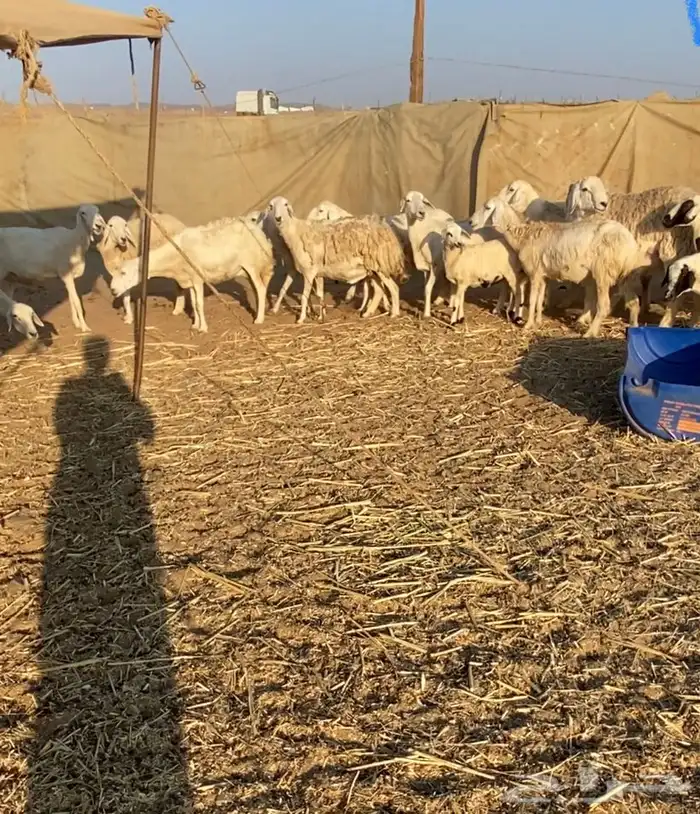 مراح عدد 34 ضان حريات في املج 6