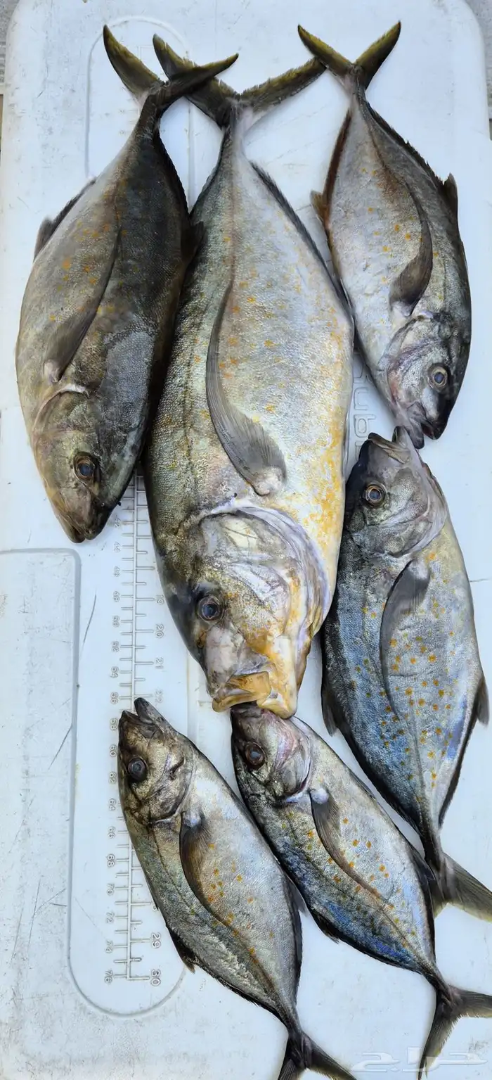 سمك اليوم طازج 7