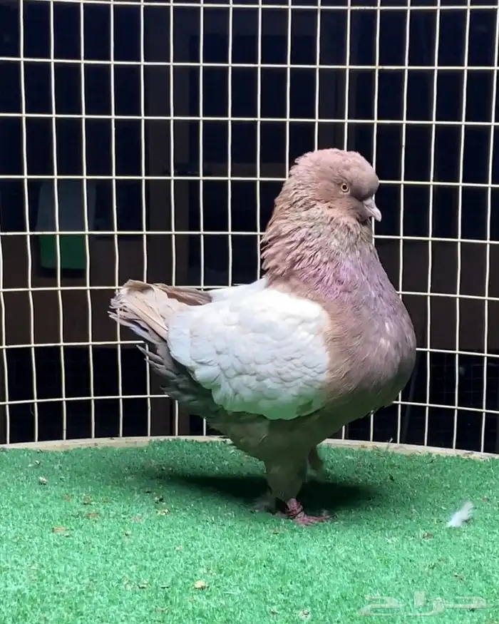 زوج مودينا 2