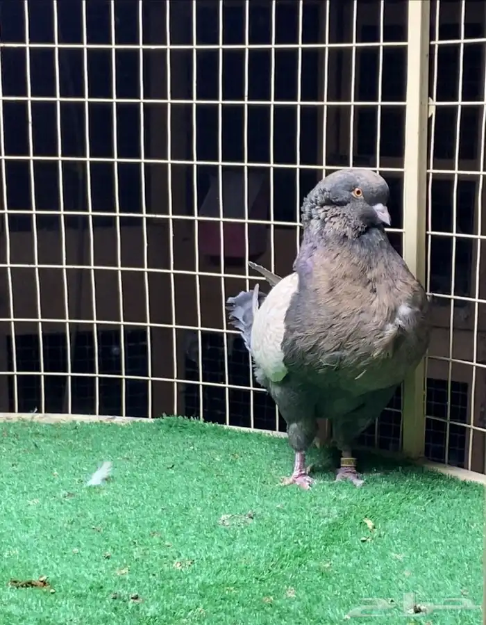 زوج مودينا 1