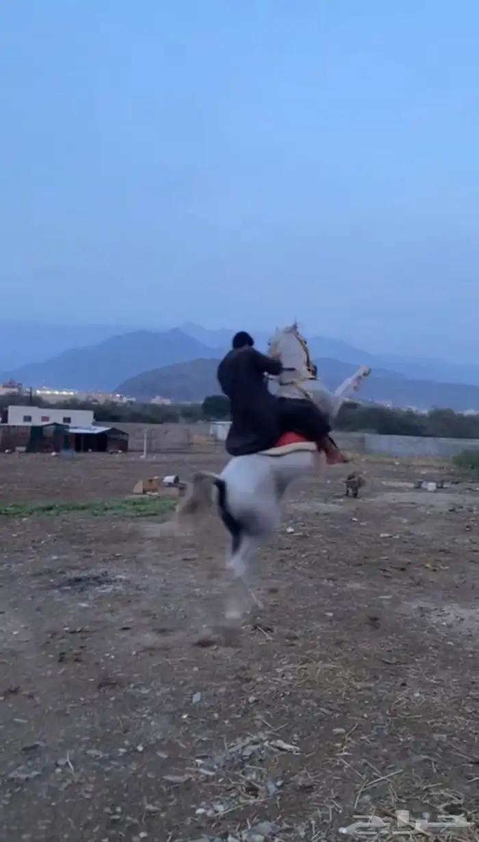 حصان للبيع حارولا ينفع لمبتد ئين 1