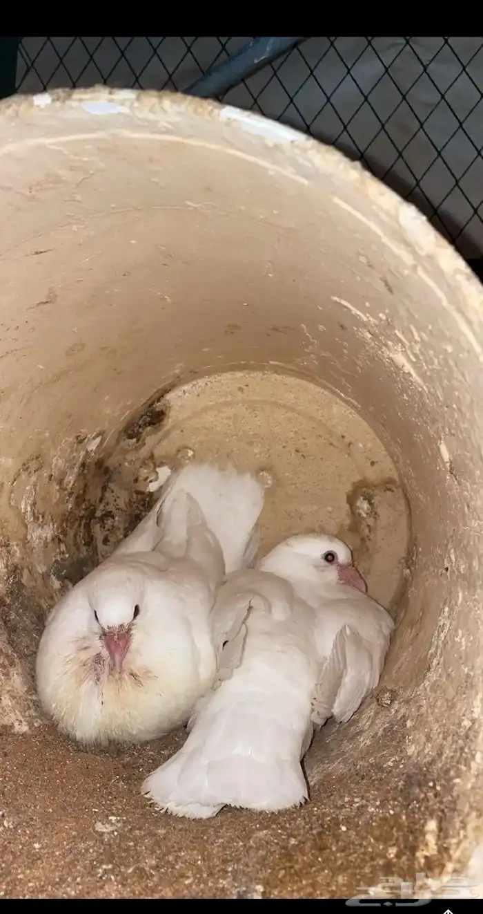 زغاليل فرنسي شحم ولحم 1