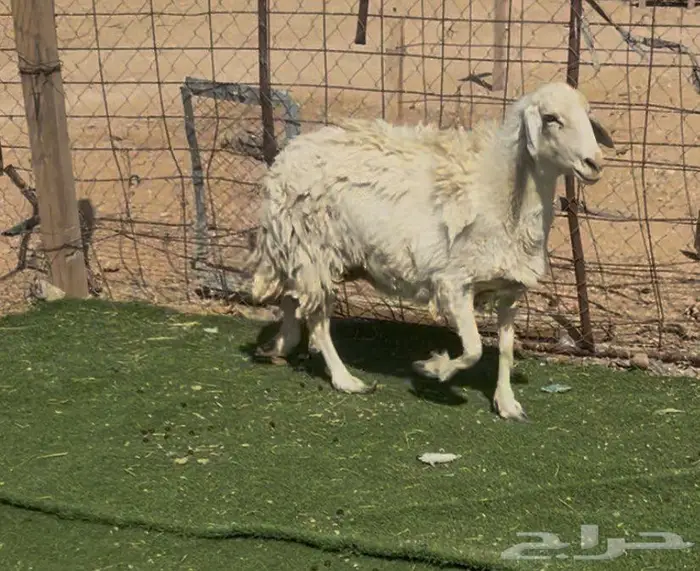 شاه حريه دافع 0