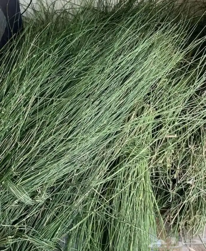 مرخ طازه الموقع الغولاء السعر 20 رقم الجوال 1